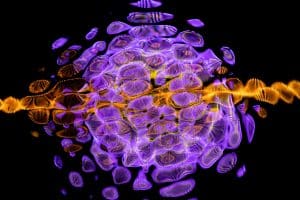 Comprendre le trauma et la régulation du système nerveux